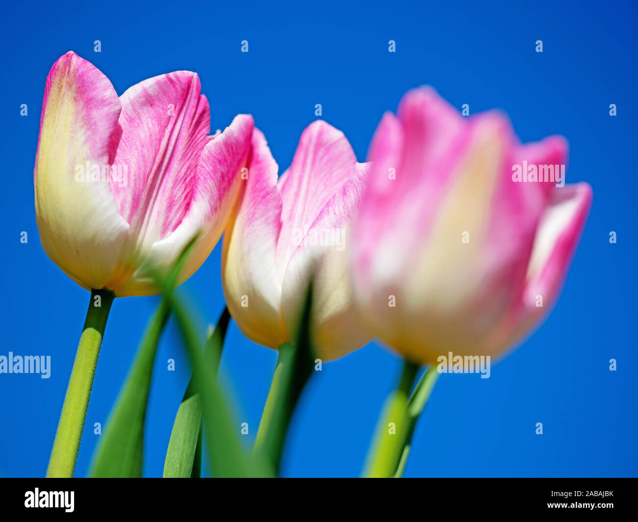 Pink tulips blue sky hi-res stock photography and images - Alamy