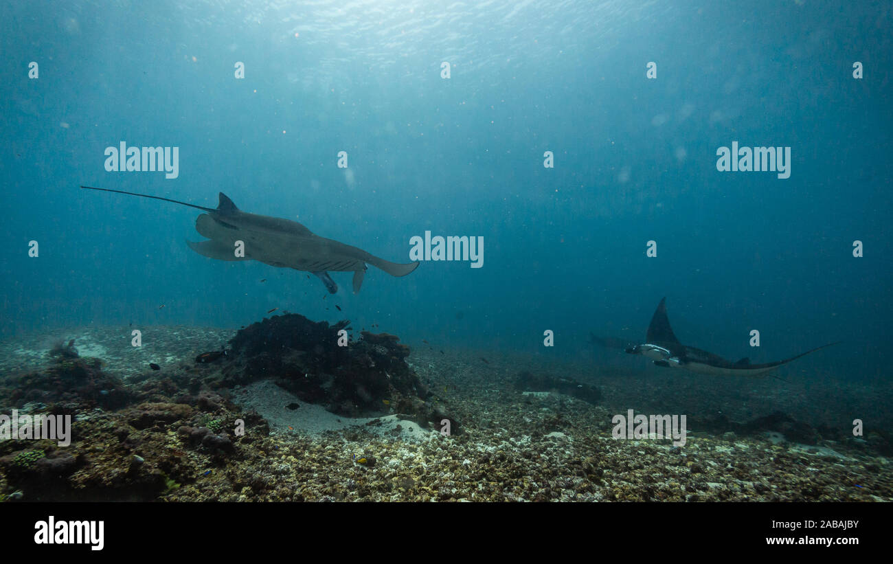 Manta rays flying by while diving in Komodo National Park, Indonesia Stock Photo
