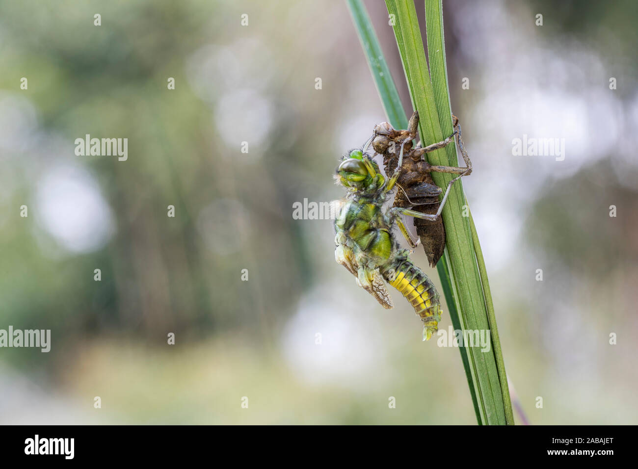 Broad Bodied Chaser Dragonfly; Libellula depressa; Emergence; UK Stock Photo
