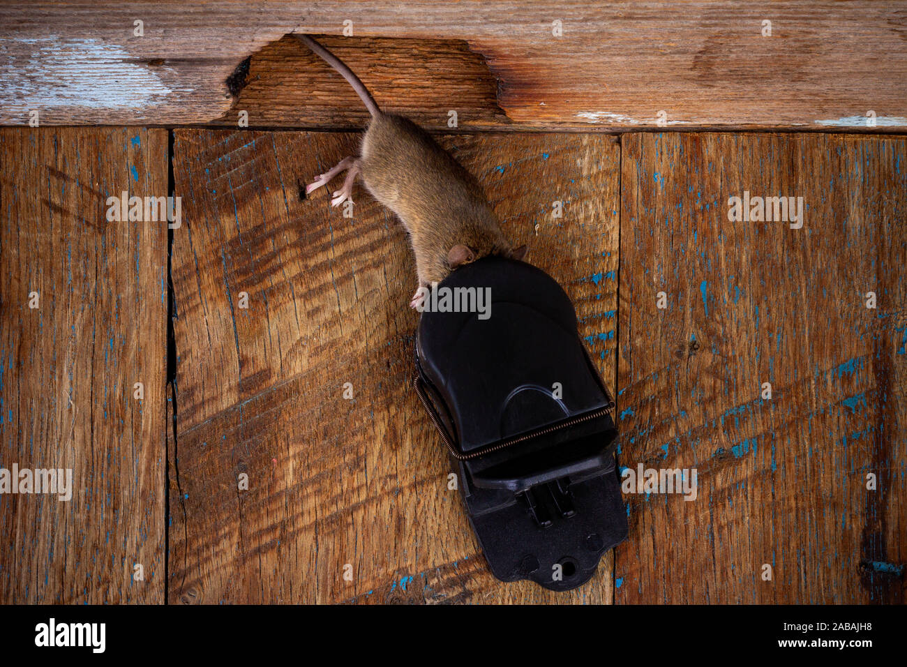 https://c8.alamy.com/comp/2ABAJH8/a-dead-mouse-in-a-black-plastic-mousetrap-on-a-wooden-floor-near-a-hole-in-a-wooden-wall-top-view-2ABAJH8.jpg