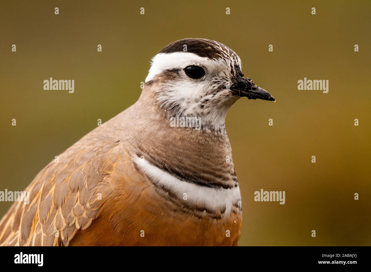 Dotterel (Charadrius morinellus), adult female on migration resting on the top of Pendle Hill in the Forest of Bowland Area of Outstanding Natural Bea Stock Photo