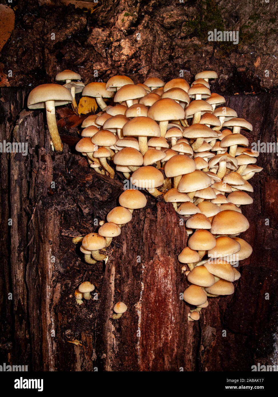Large group of Hypholoma fasciculare They grow from a rotten tree stump. Stock Photo