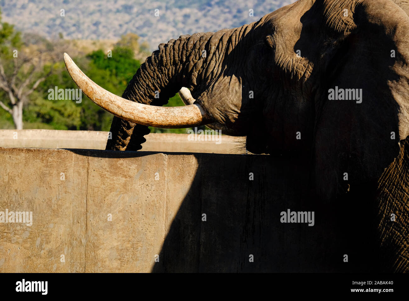 Close-up of One male African Elephant bull drinking water Stock Photo
