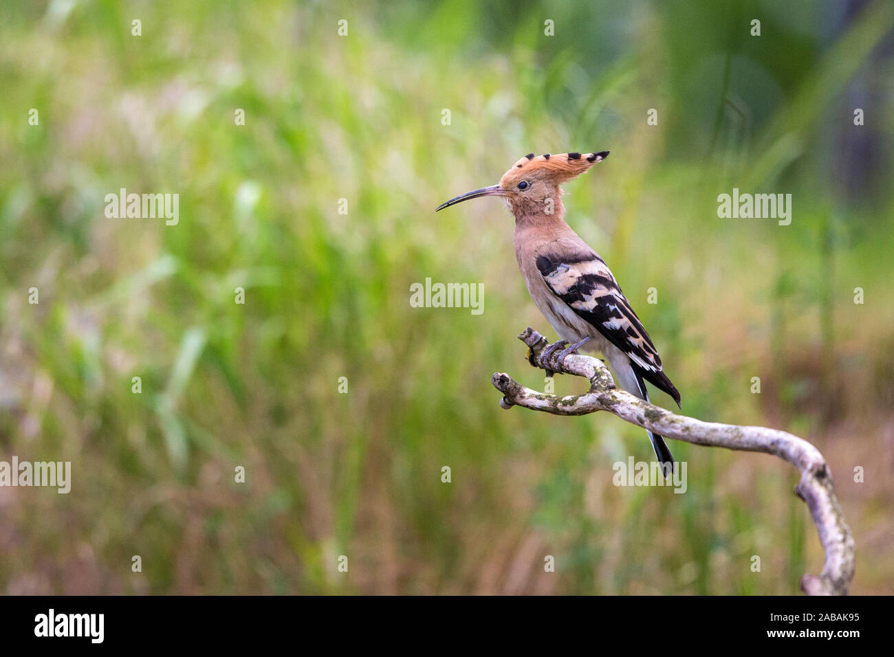 Wiedehopf (Upupa epops) Stock Photo