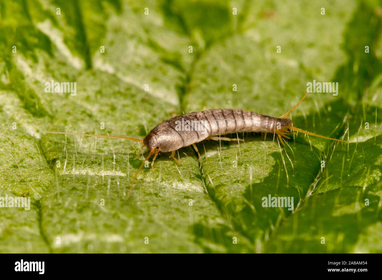 Silverfish (Lepisma saccharina), adult, scuttling over a nettle leaf in a garden in Thirsk, North Yorkshire. April. Stock Photo