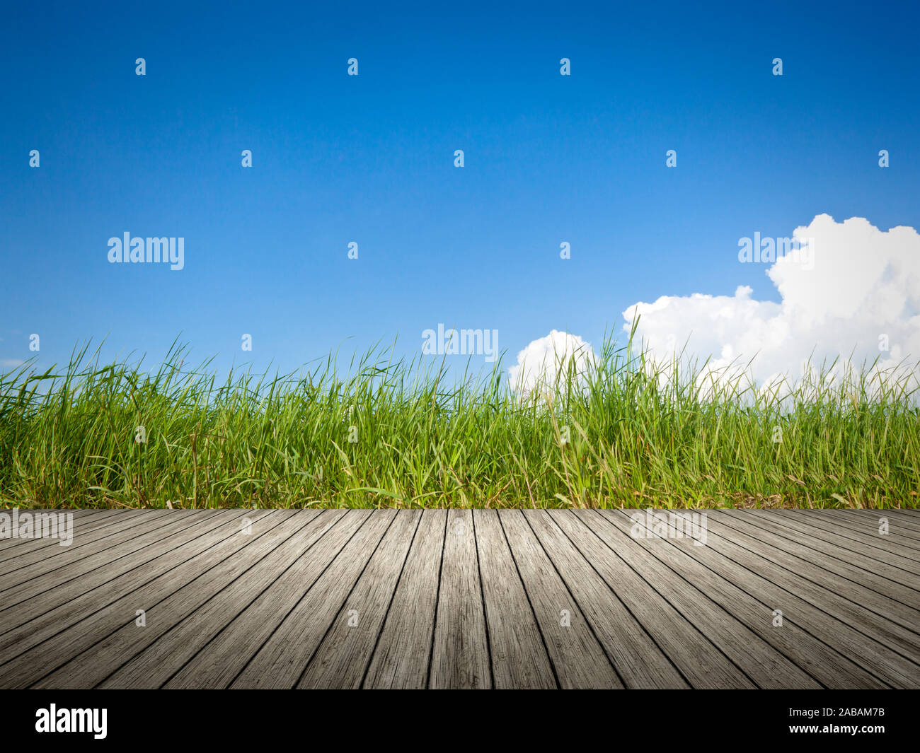 Sicht von einem Bootssteg aus auf gruenes Gras Stock Photo