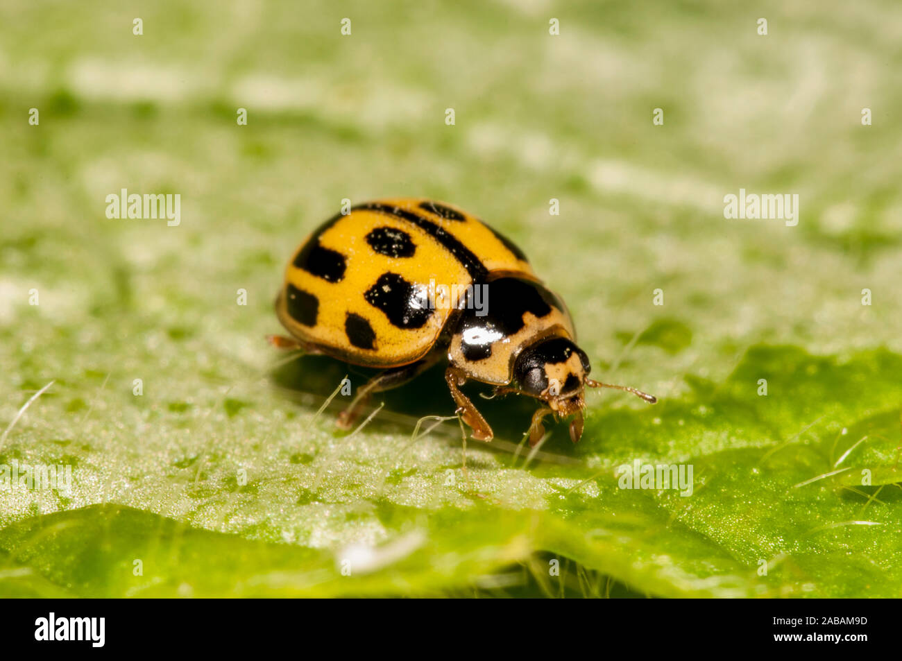 14 spot ladybird (Propylea 14-punctata), adult, on a nettle leaf in a garden in Thirsk, North Yorkshire. April. Stock Photo