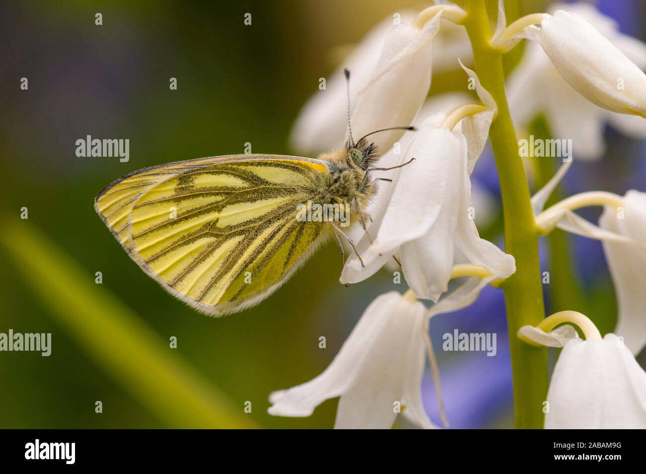 Green-veined white butterfly (Pieris napi), 1st brood adult female, perched on a cultivated white bluebell in a garden in Thirsk, North Yorkshire. Apr Stock Photo