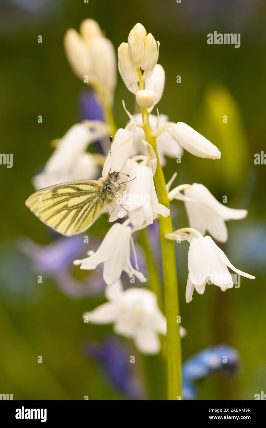Green-veined white butterfly (Pieris napi), 1st brood adult female, perched on a cultivated white bluebell in a garden in Thirsk, North Yorkshire. Apr Stock Photo