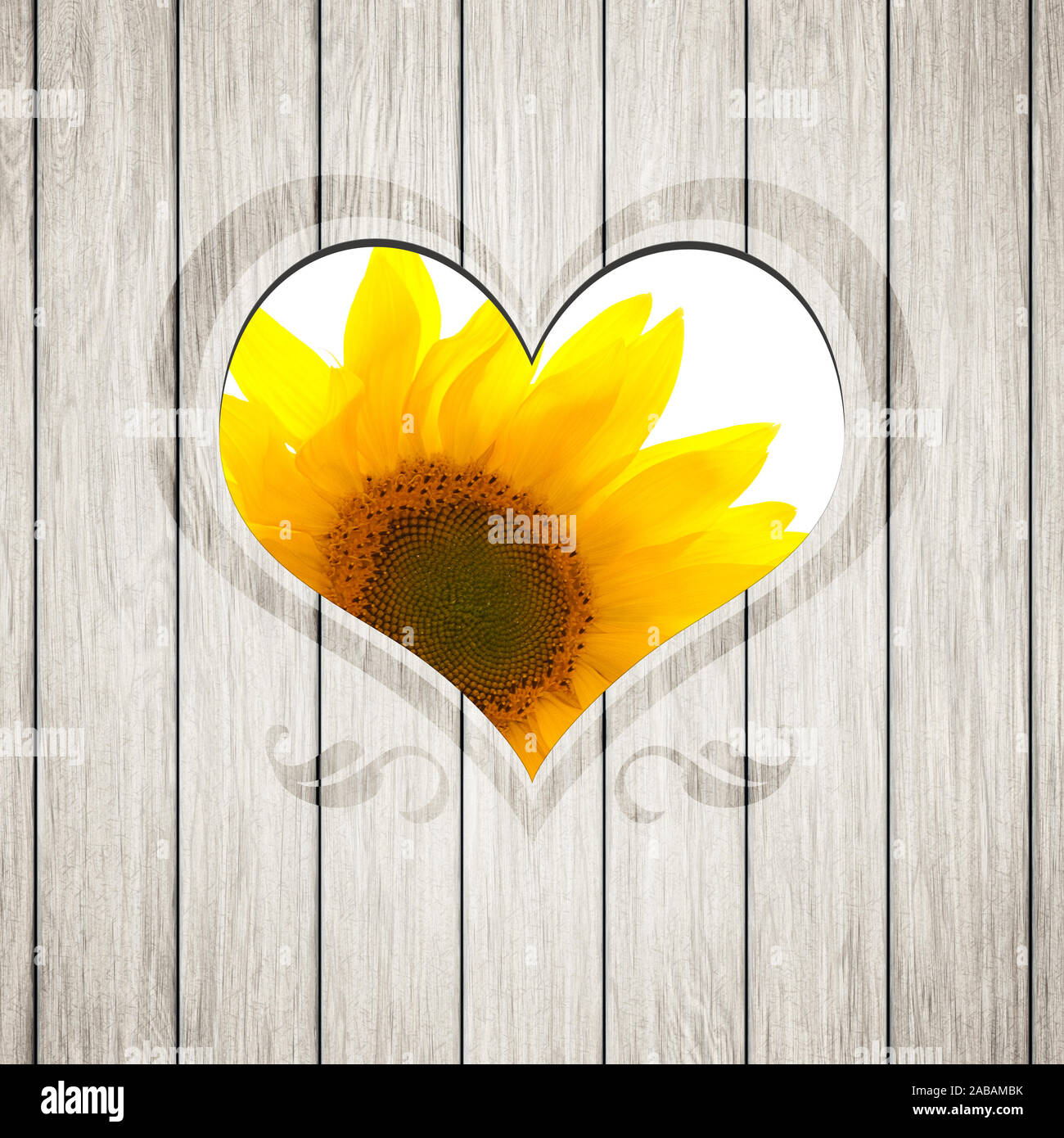 Die Sicht durch eine Holzplanke auf eine Sonnenblume vor weissem Hintergrund Stock Photo