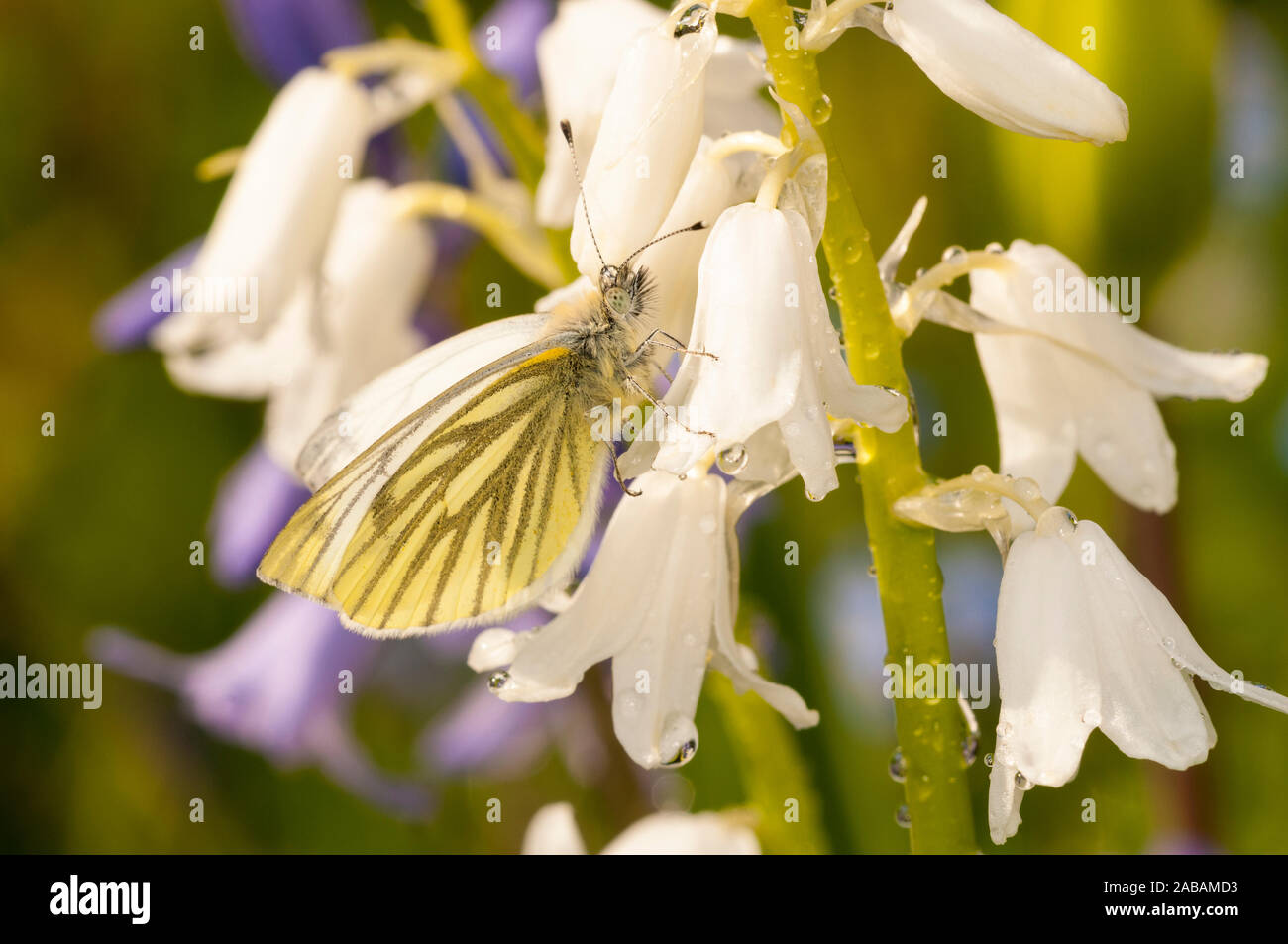 Green-veined white butterfly (Pieris napi), 1st brood adult female, perched on a cultivated white bluebell in a garden in Thirsk, North Yorkshire. Apr Stock Photo