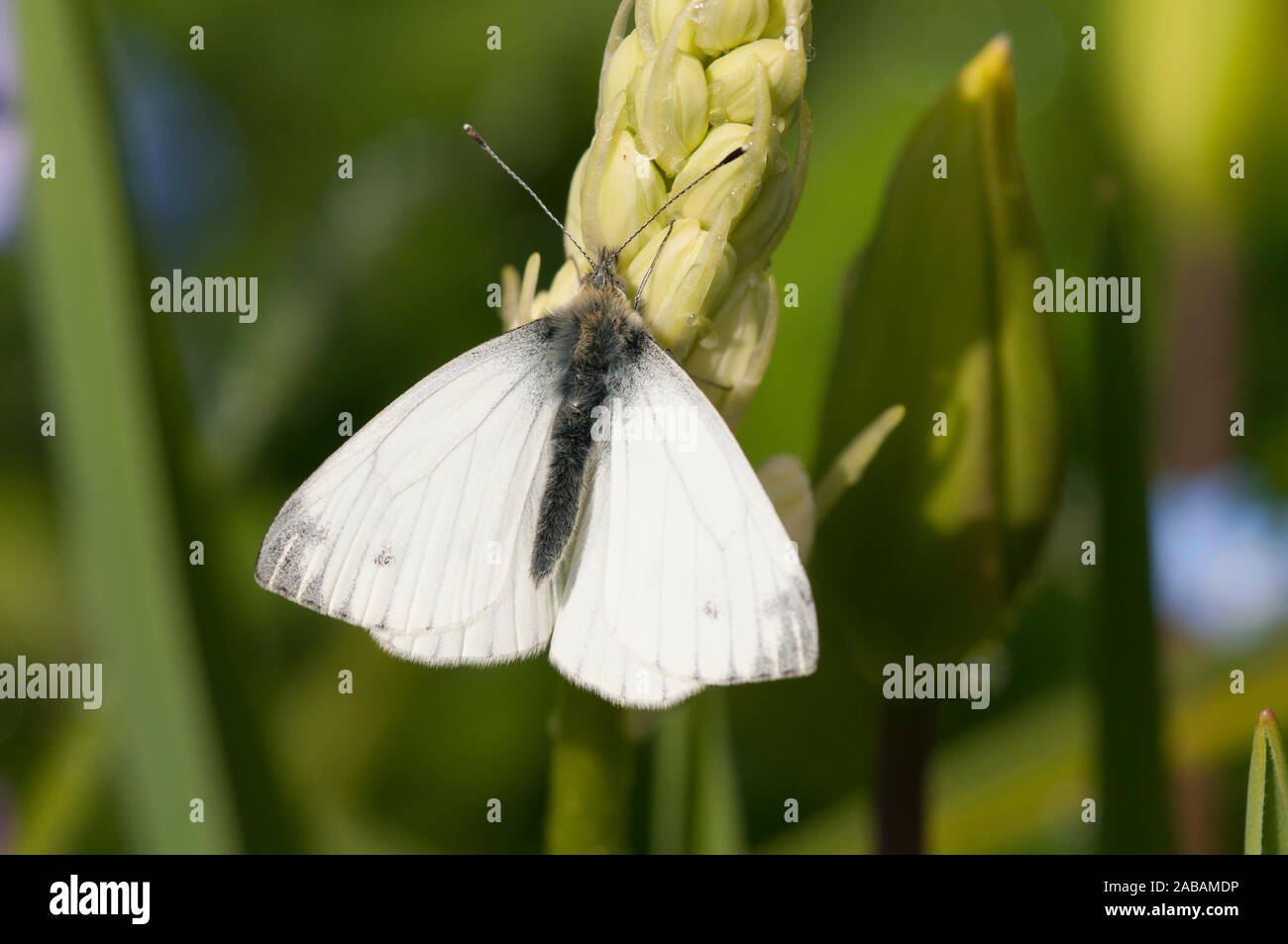 Green-veined white butterfly (Pieris napi), 1st brood adult female, perched on buds of a cultivated white bluebell in a garden in Thirsk, North Yorksh Stock Photo