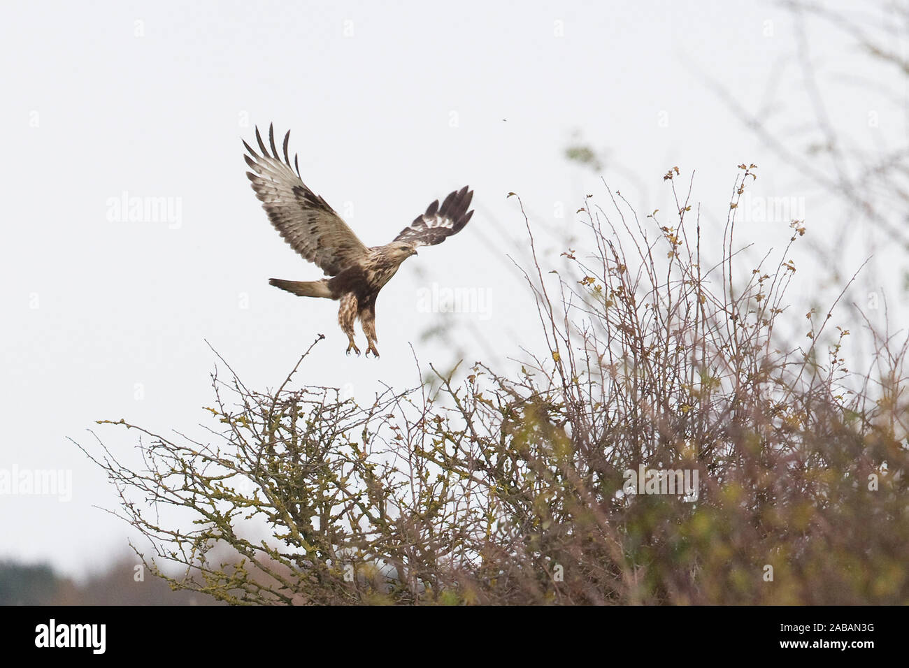 Rough-legged Buzzard (Buteo lagopus) Stock Photo