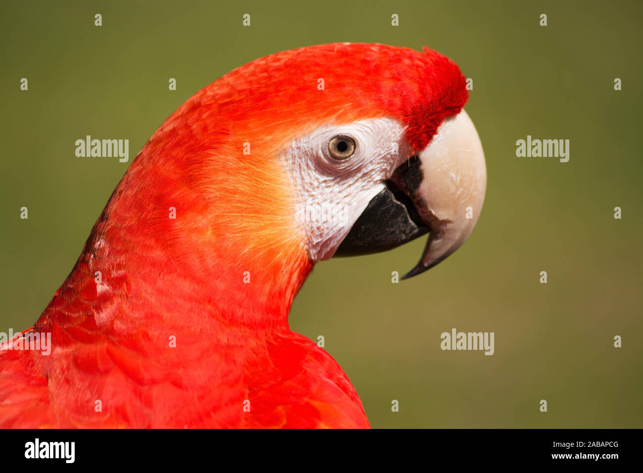 Hellrot hi-res stock photography and images - Alamy
