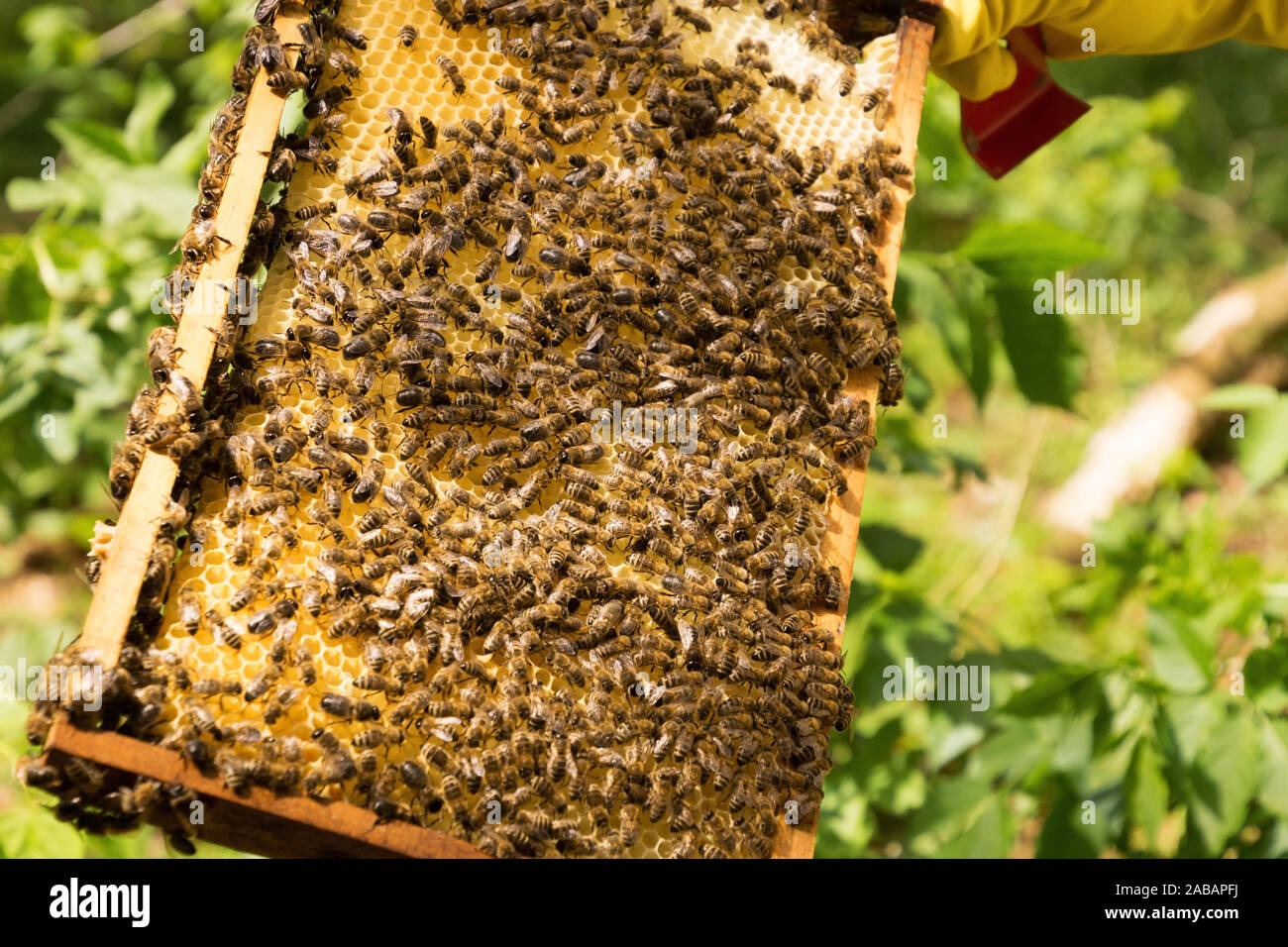 Bienenstock Honigkorken-Schaber-Schaufel-Imkerei-Werkzeug Bee Hive Uncapping 