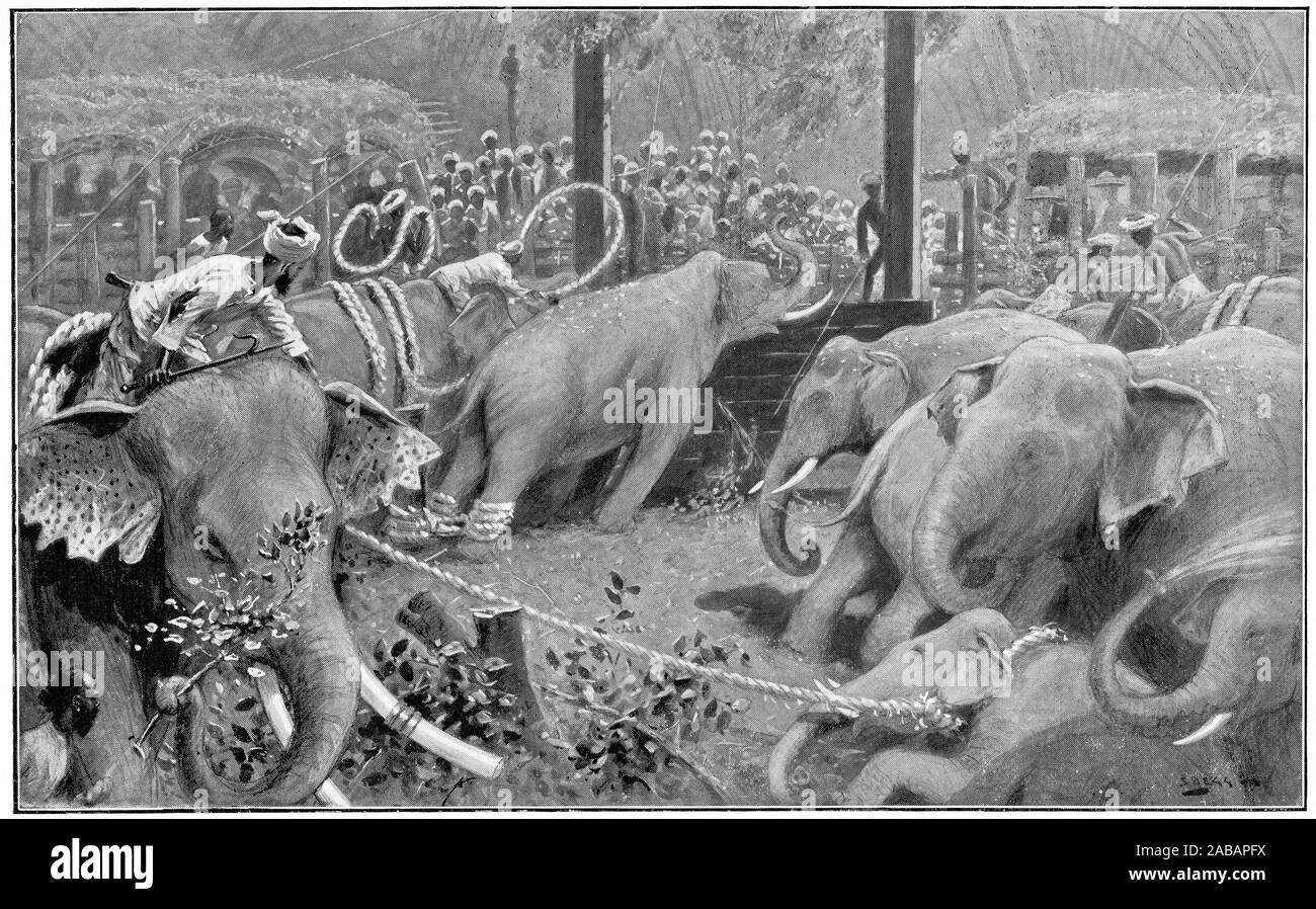 Halftone image of wild elephants (Elephas maximus indicus) being captured in a kheddah or stockade in Mysore, India, circa 1906. Wild elephants are no longer captured this way. Stock Photo