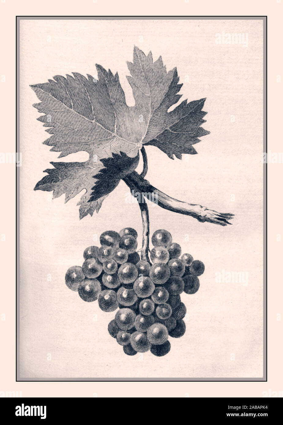 Grapes on vine vintage 1800s hires stock photography and images Alamy
