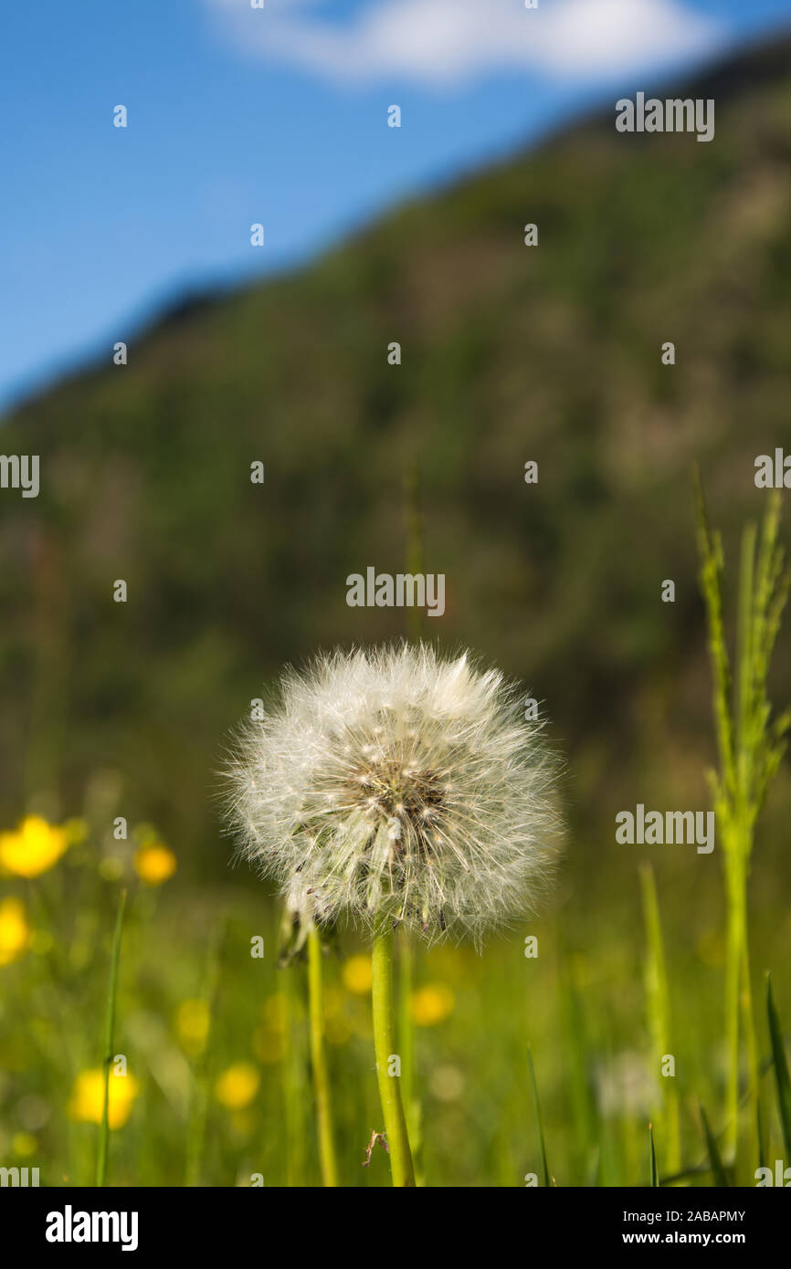 Gewöhnliche Löwenzahn, lateinisch genanntTaraxacum sect. Ruderalia. Stock Photo