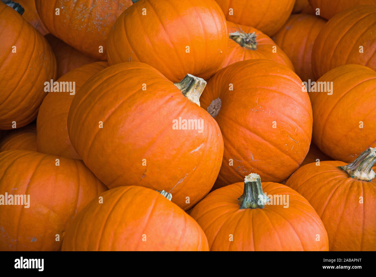 Kürbis, ein herbstliches Gemüse, Symbol für Halloween. Stock Photo