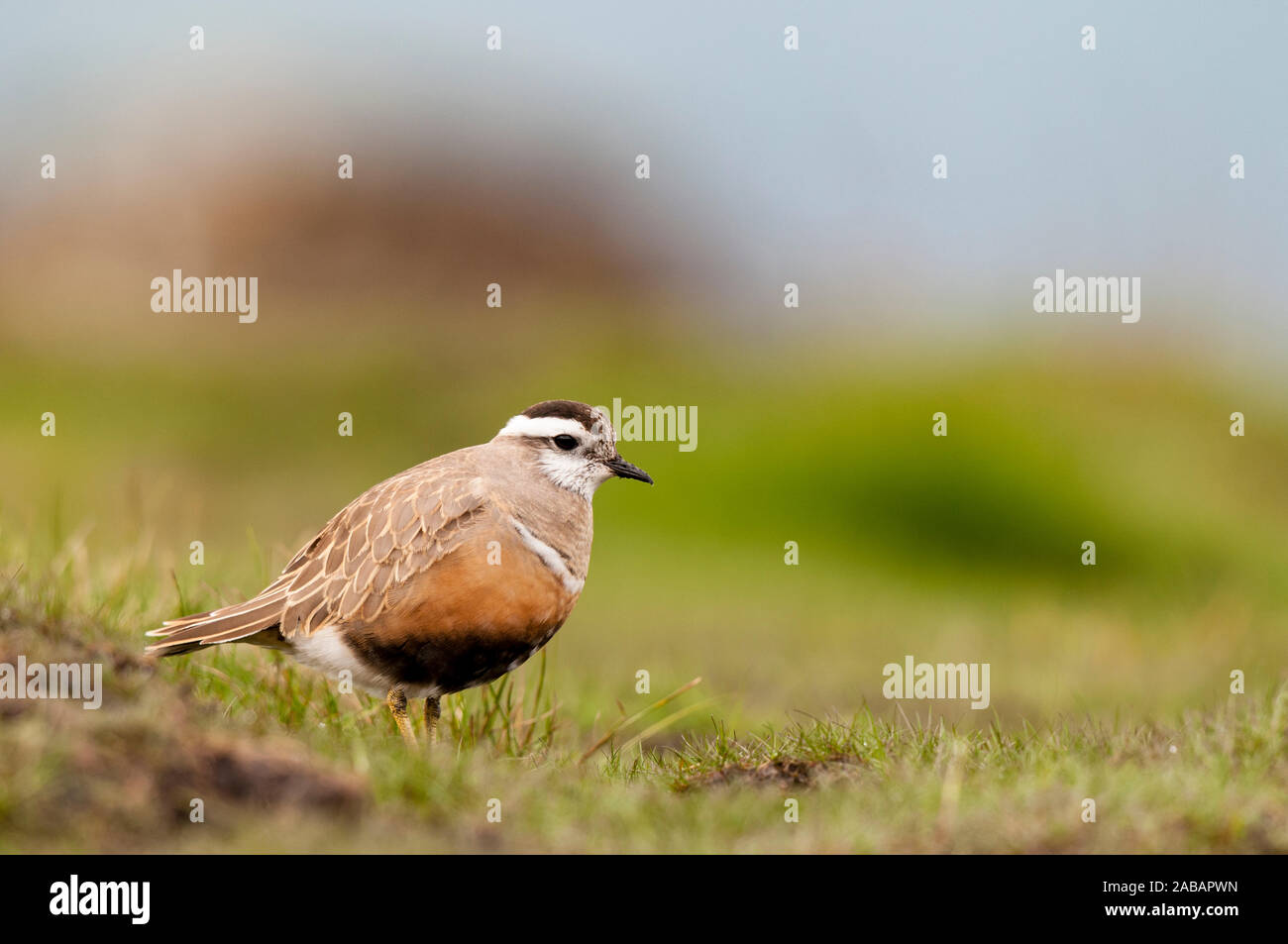 Dotterel (Charadrius morinellus), adult female on migration resting on the top of Pendle Hill in the Forest of Bowland Area of Outstanding Natural Bea Stock Photo