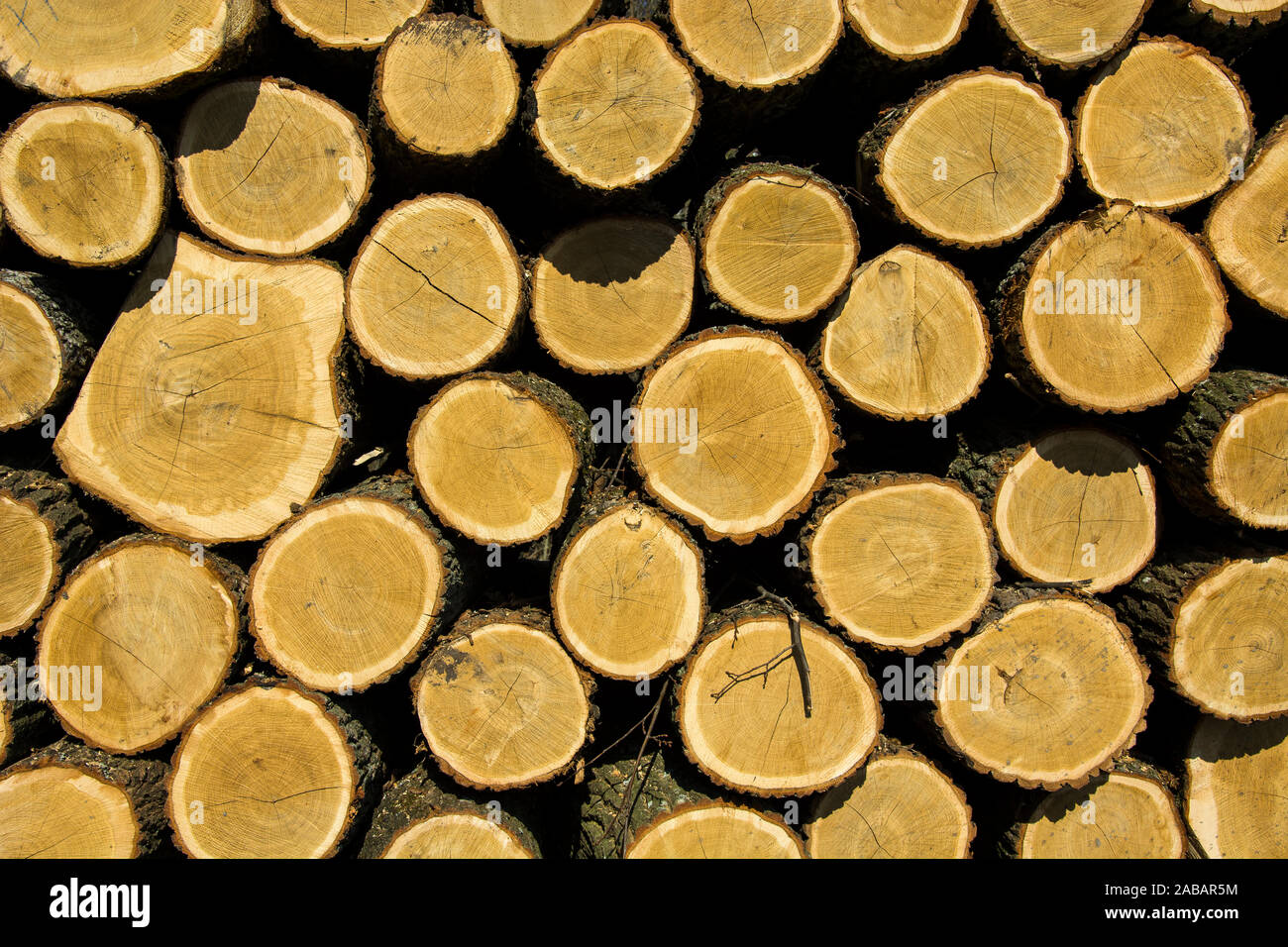 Cut tree trunks in a pile Stock Photo