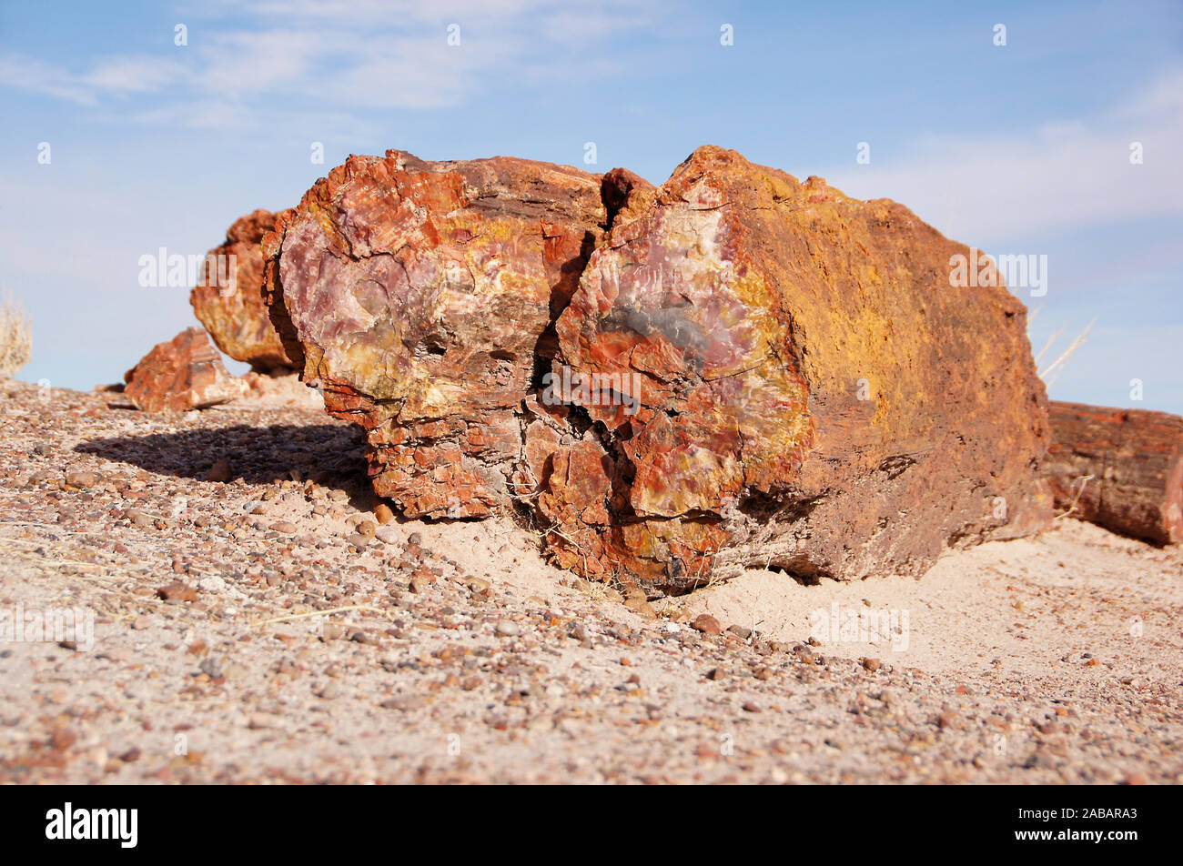 Petrified Forest, versteinerte Baeume, Nationalpark, Arizona, Stock Photo