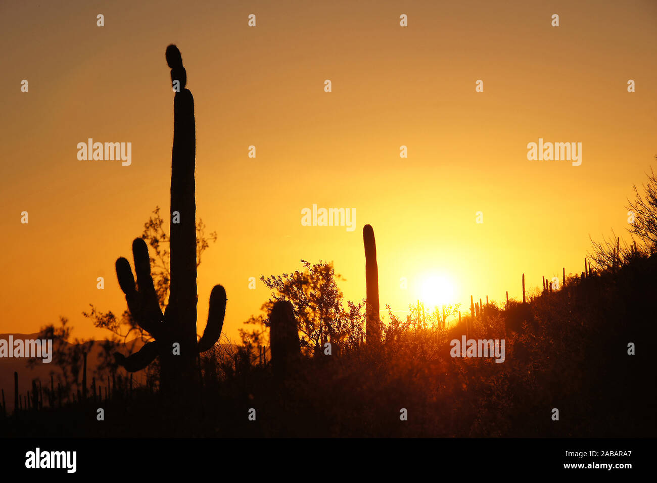 Organ Pipe Cactus NM, Arizona, USA Stock Photo