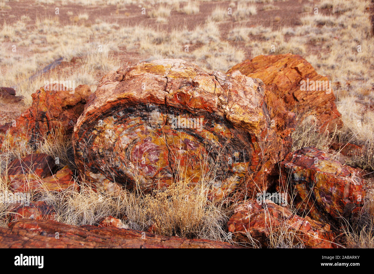 Der Petrified-Forest-Nationalpark ist ein Nationalpark der Vereinigten Staaten im Nordosten Arizonas. Stock Photo