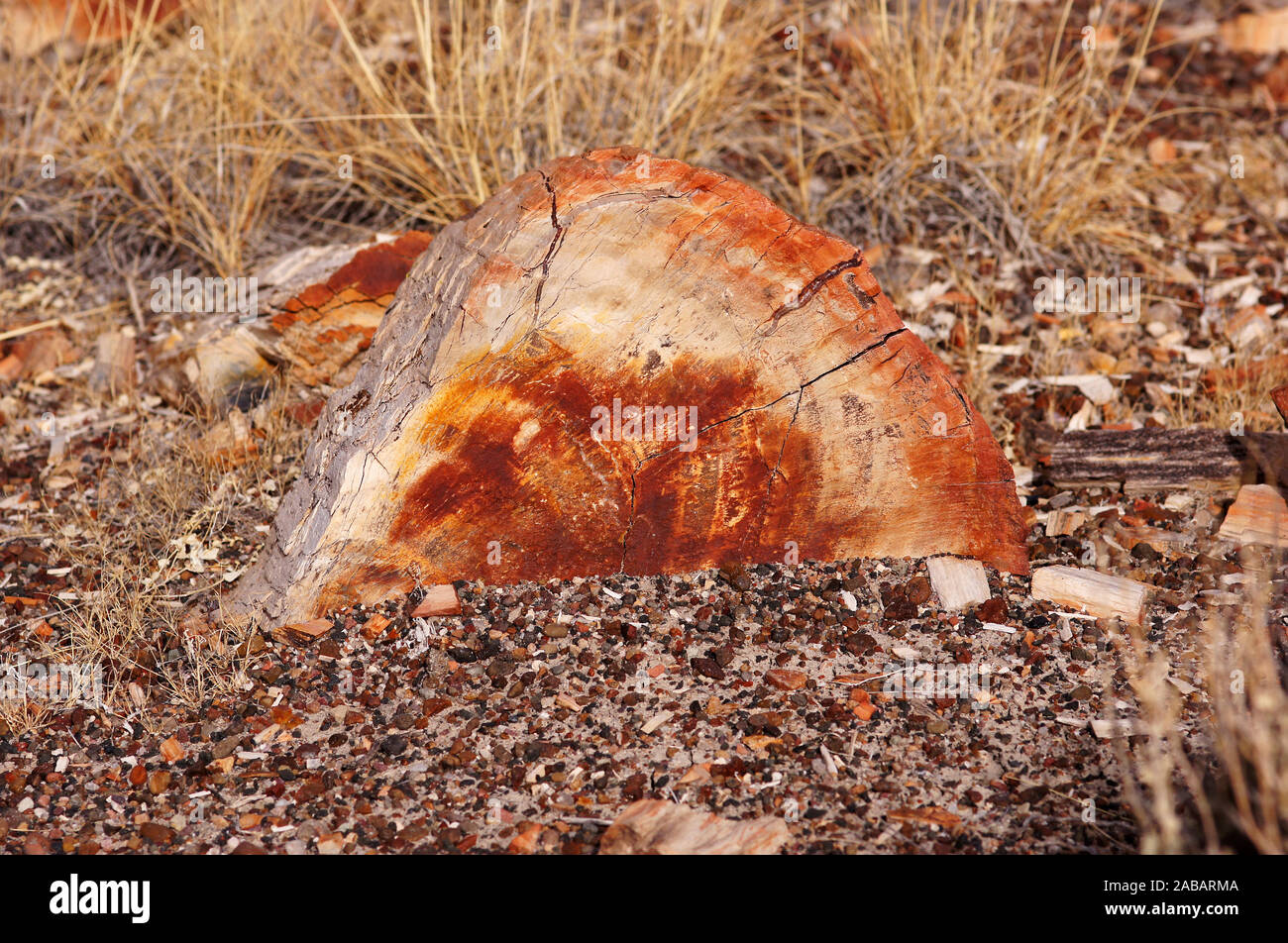 Der Petrified-Forest-Nationalpark ist ein Nationalpark der Vereinigten Staaten im Nordosten Arizonas. Stock Photo