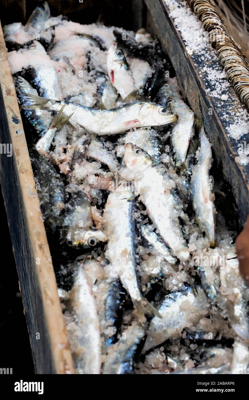 Sardinia fish market hires stock photography and images Alamy