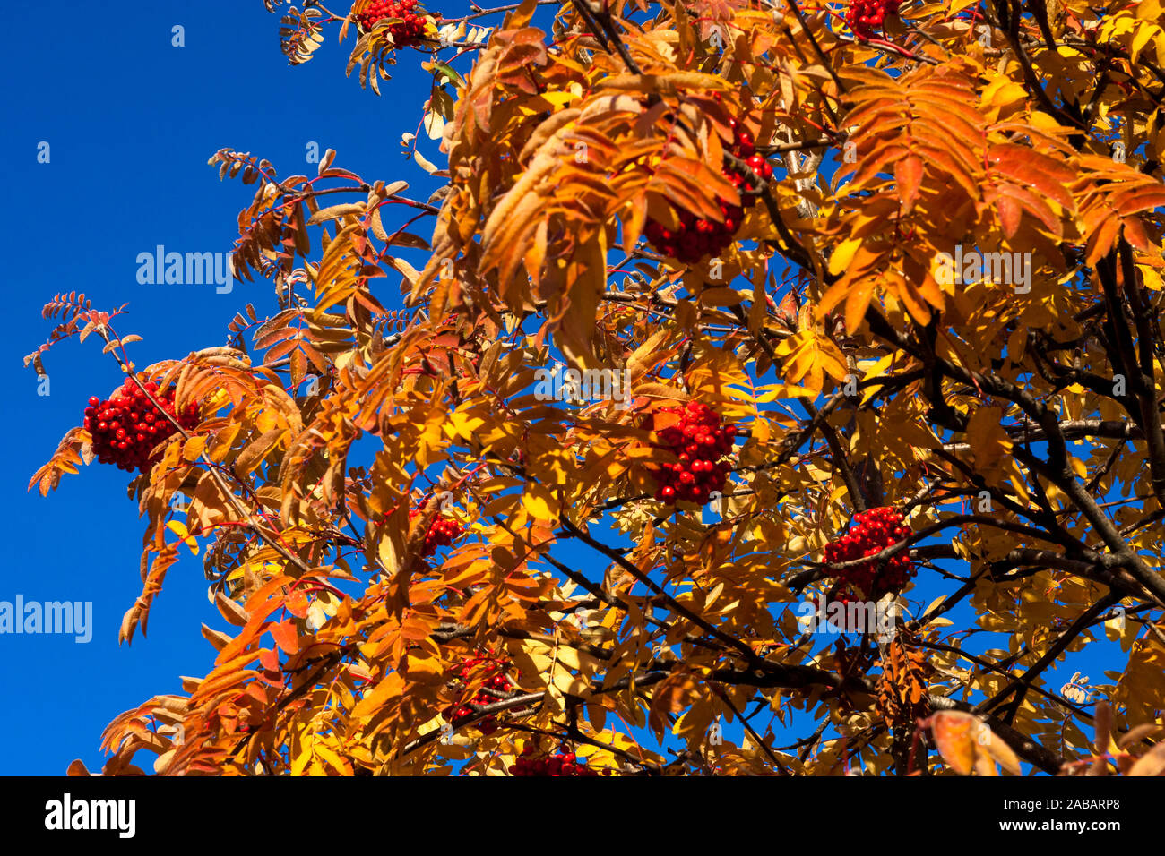 Rowan Norway High Resolution Stock Photography and Images - Alamy