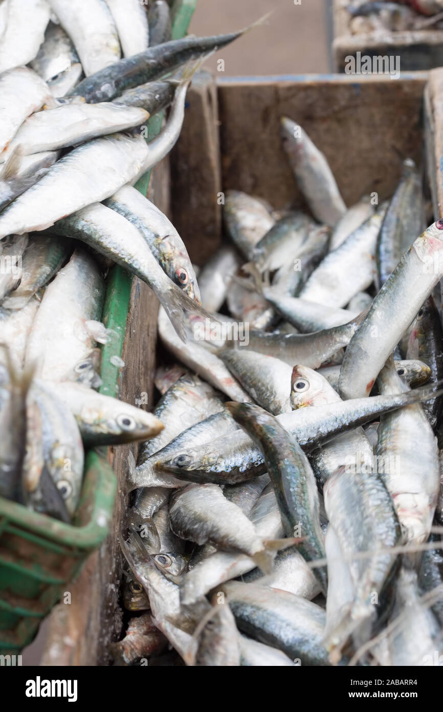 Sardinia fish market hires stock photography and images Alamy