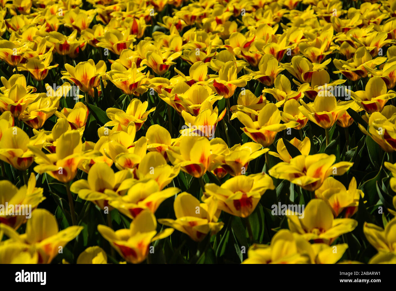 Die Tulpen bilden eine Pflanzengattung in der Familie der Liliengewächse. Die etwa 150 Arten sind in Nordafrika und über Europa bis Zentralasien verbr Stock Photo