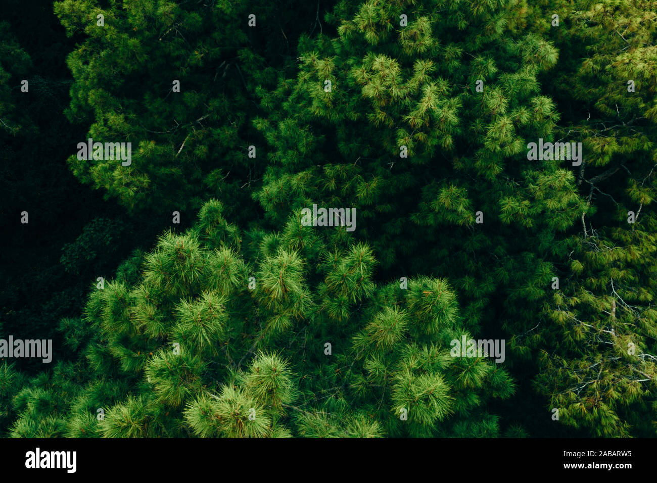 Drone aerial in green forest. Birds eye view Stock Photo - Alamy