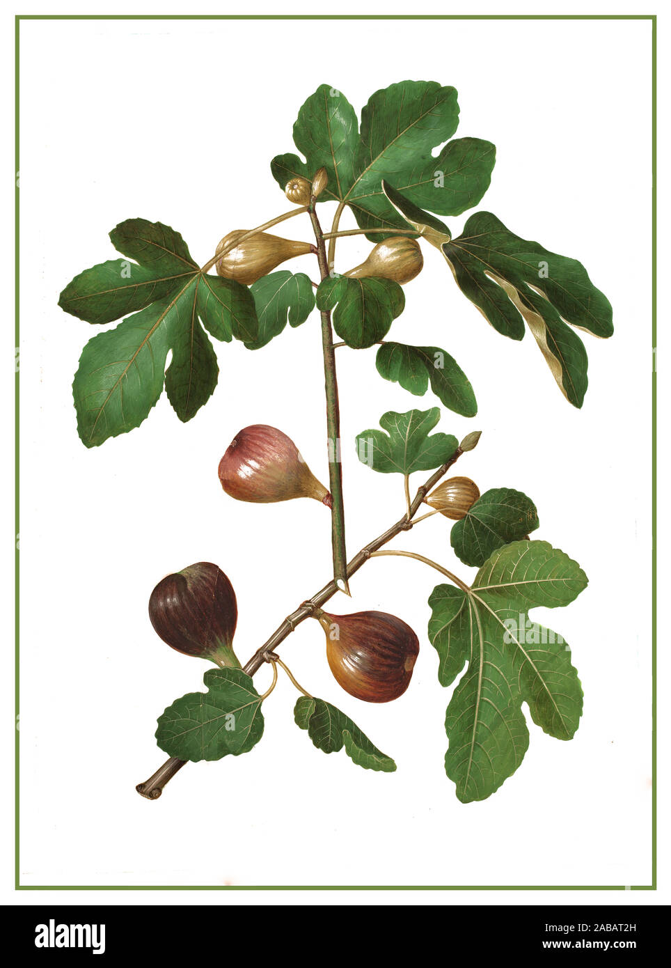 FIG Ficus carica Vintage Poster Lithograph Ficus carica Common Fig Figs - circa 1659 by Johannes Simon Holtzbecher Ficus carica an Asian species of flowering plant in the mulberry family, known as the common fig. Stock Photo