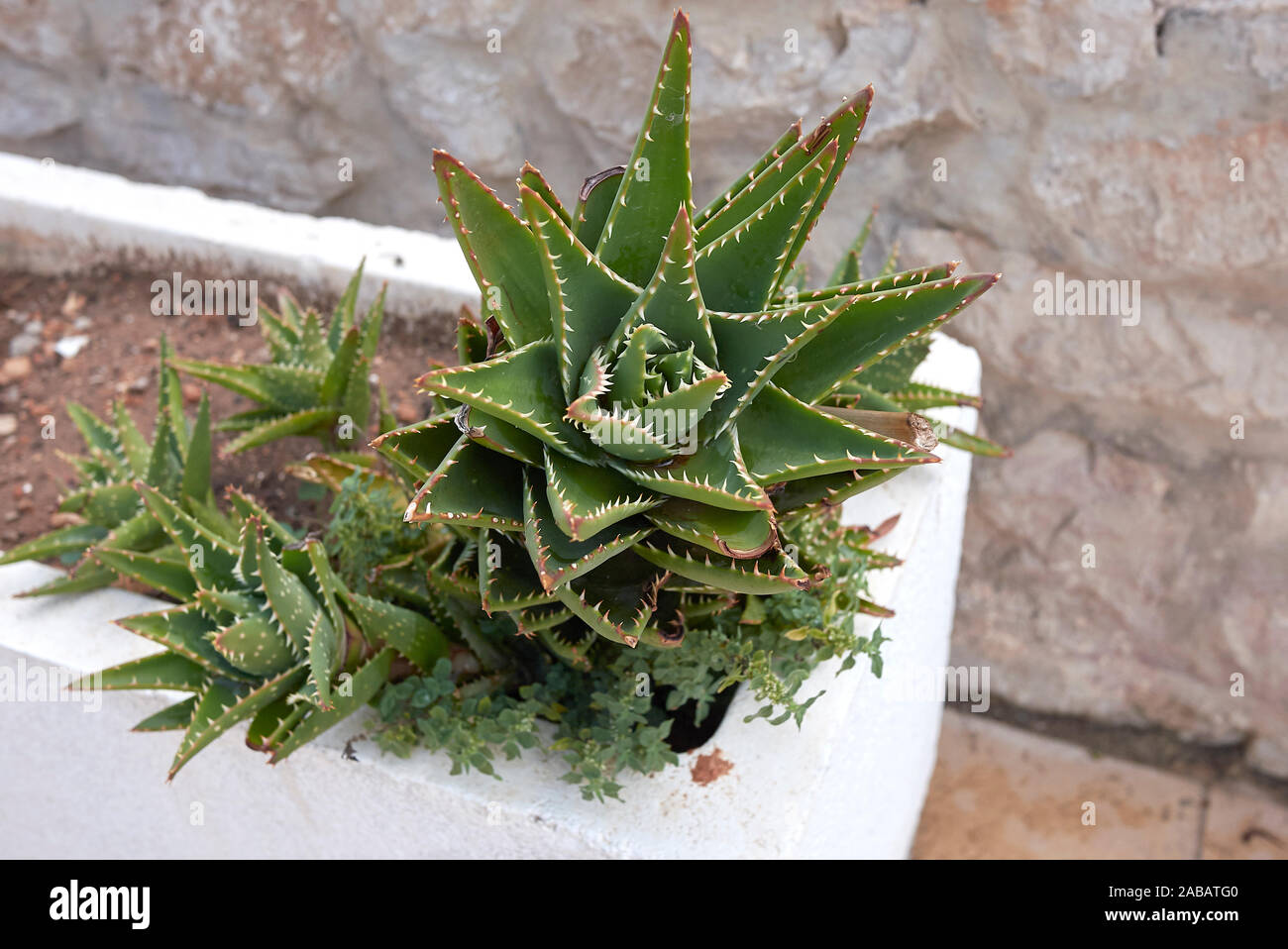 aloe vera ins gesicht schmieren DR. SCHELLER SANFTES ALOE VERA REINIGUNGSGEL I Mildes Waschgel
