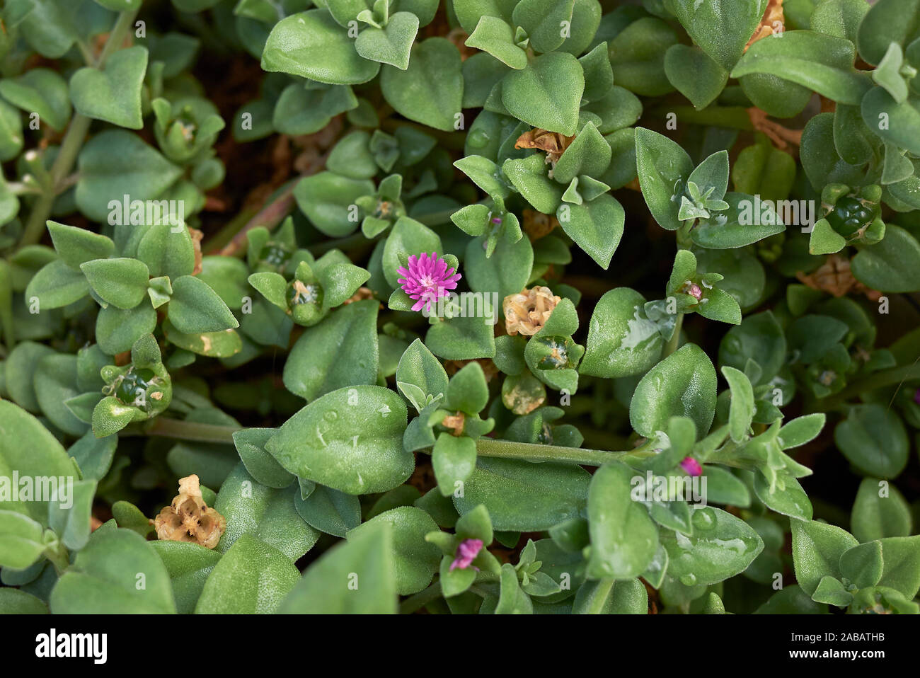 Aptenia cordifolia purple flowers Stock Photo