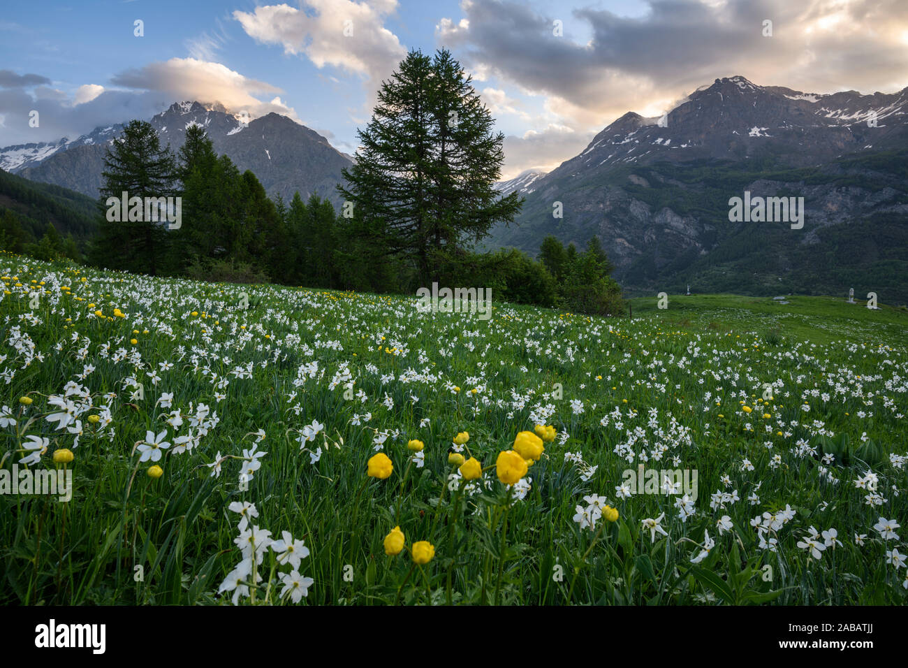 Almwiese mit Blüten der Weißen Narzisse Stock Photo