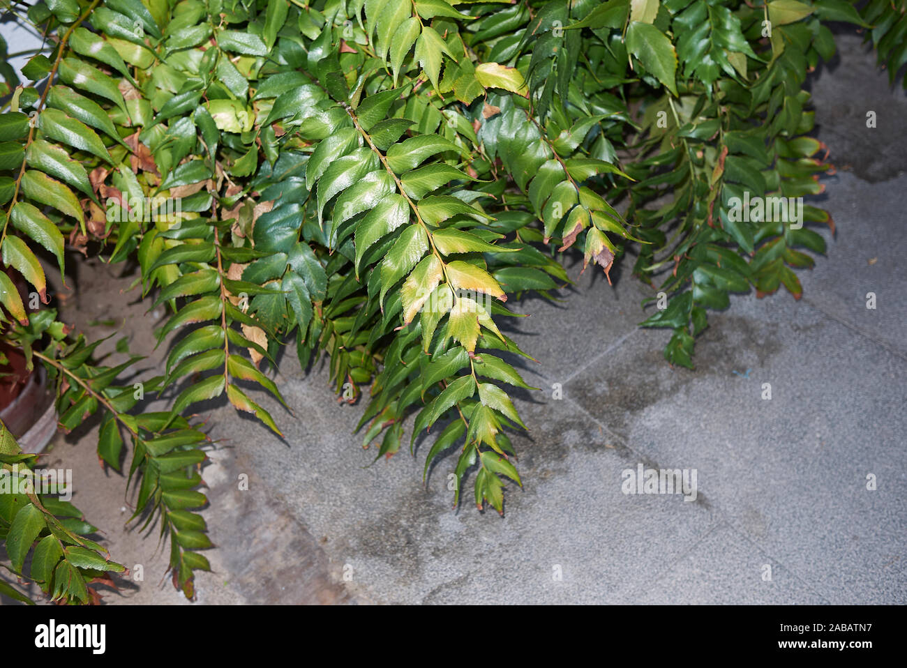 Cyrtomium falcatum evergreen foliage Stock Photo