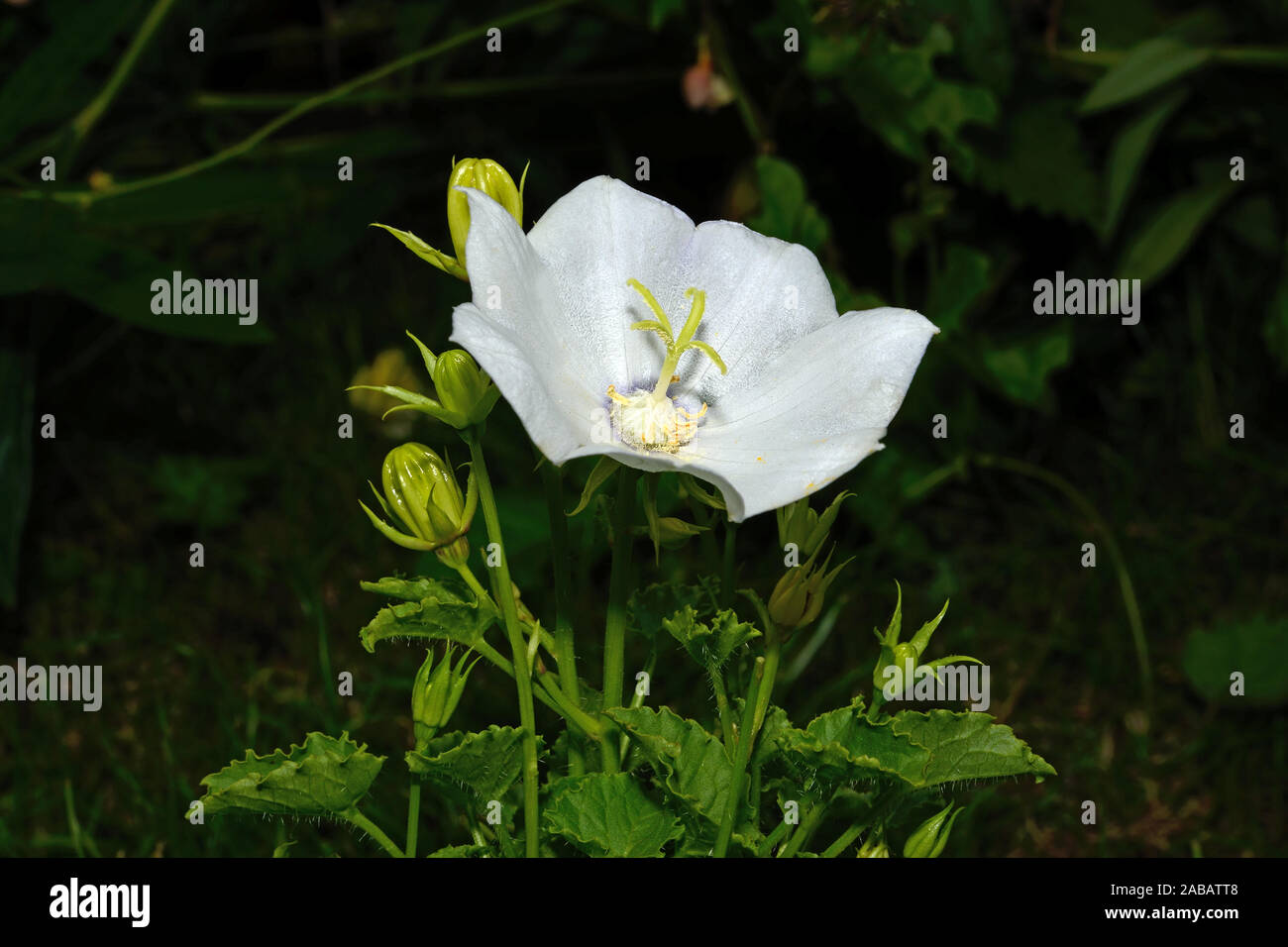 Campanula carpatica (Carpathian harebell) is endemic to the Carpathian Mountains where it occurs on limestone cliffs in the upper mountain zone Stock Photo