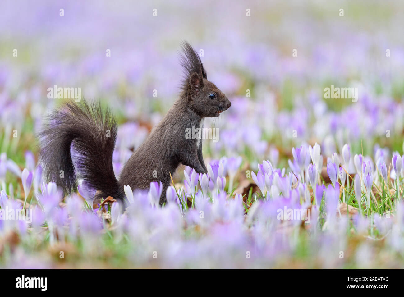 Dunkelbraunes Eichhörnchen sitzt zwischen Frühlings-Krokus, Sciurus vulgaris, Stock Photo