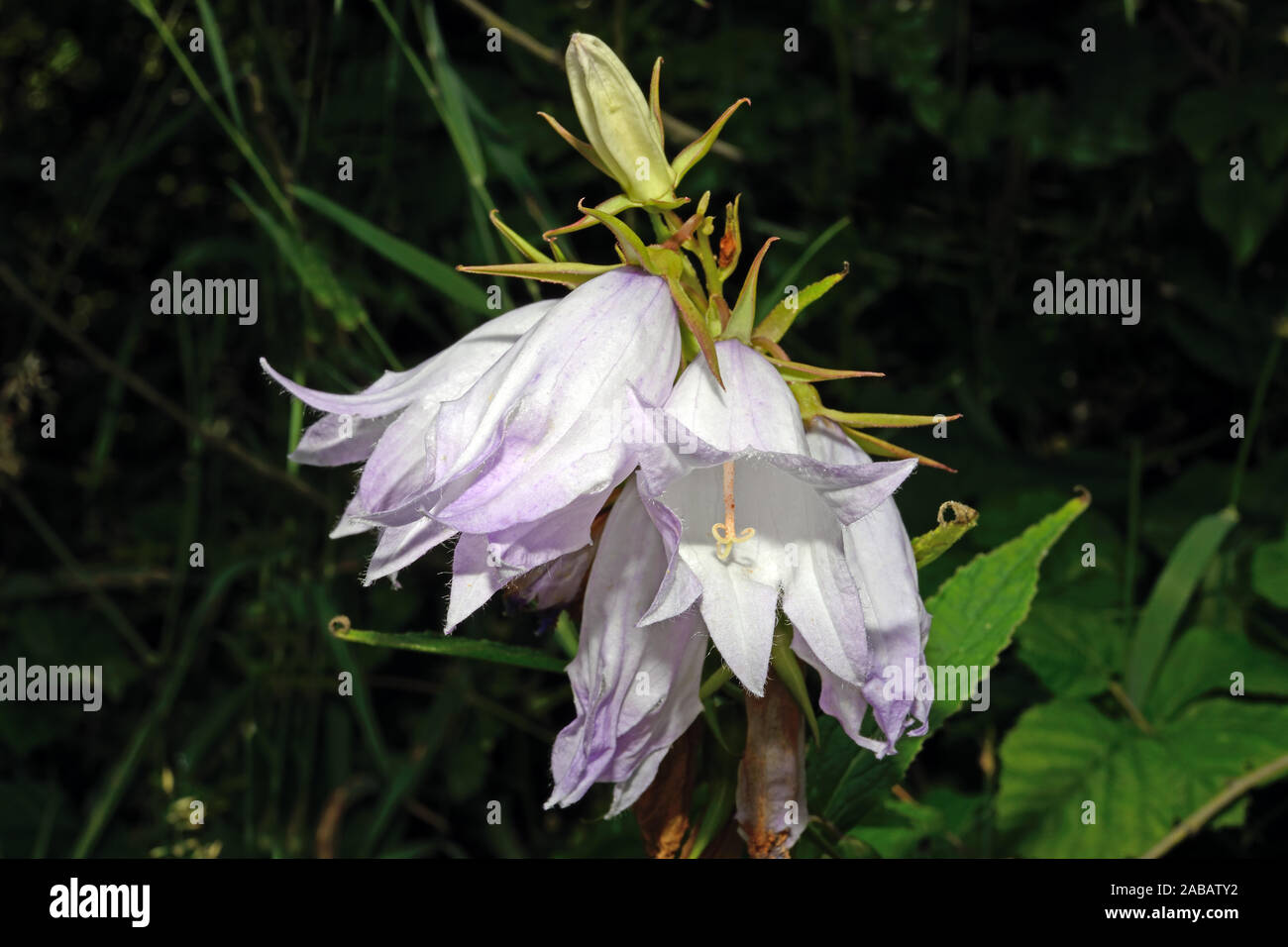 Campanula latifolia (giant bellflower) is native to Europe and western Asia where it occurs in broad-leaved woodland and forest margins. Stock Photo