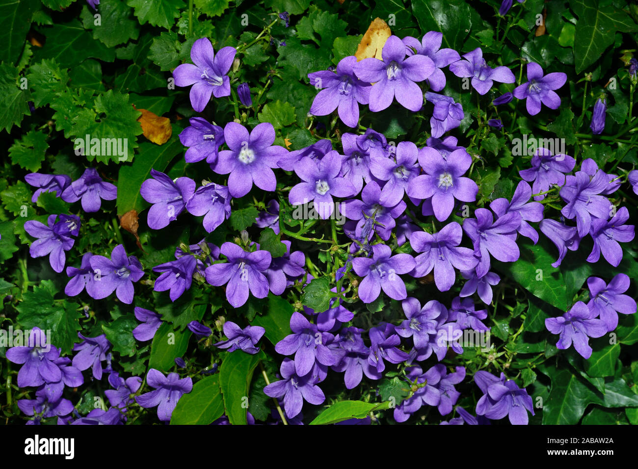 Campanula portenschlagiana (Dalmatian bellflower) is native to the Dalmatian Mountains of Croatia where it grows on cliffs. Stock Photo