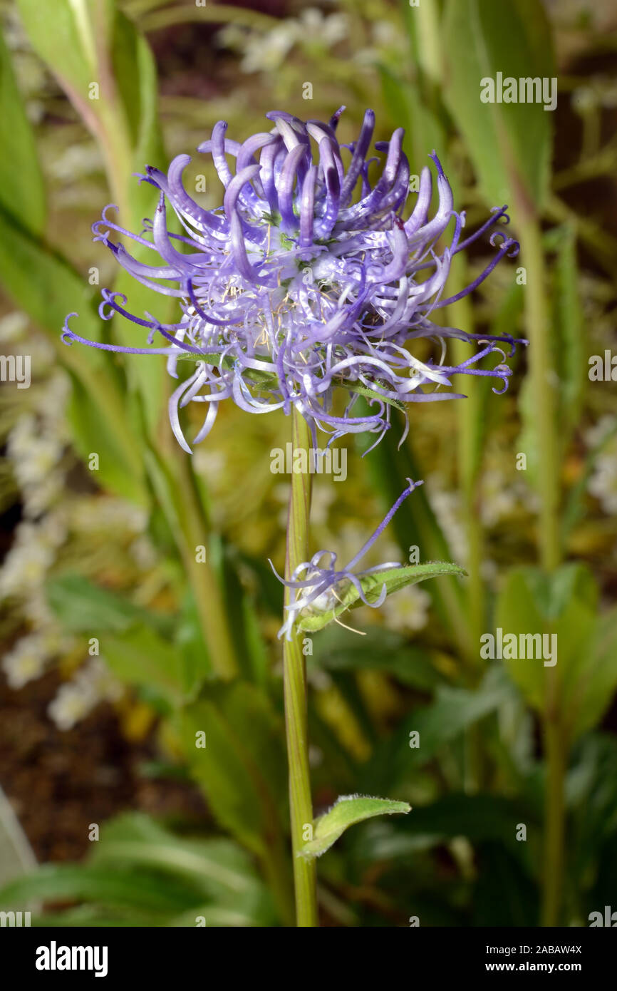 Phyteuma orbiculare (round-headed rampion) is widespread over most of Europe. It occurs in grasslands, meadows, pasturelands and pine forests. Stock Photo
