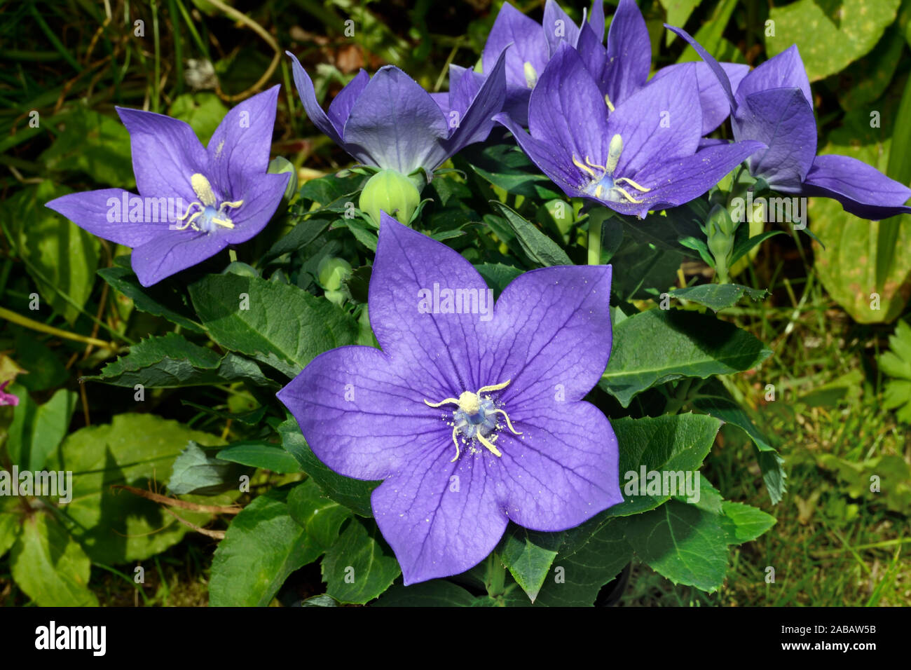 Platycodon grandiflorus (balloon flower) is native to East Asia where it grows on grassy slopes in hills and mountains. Stock Photo