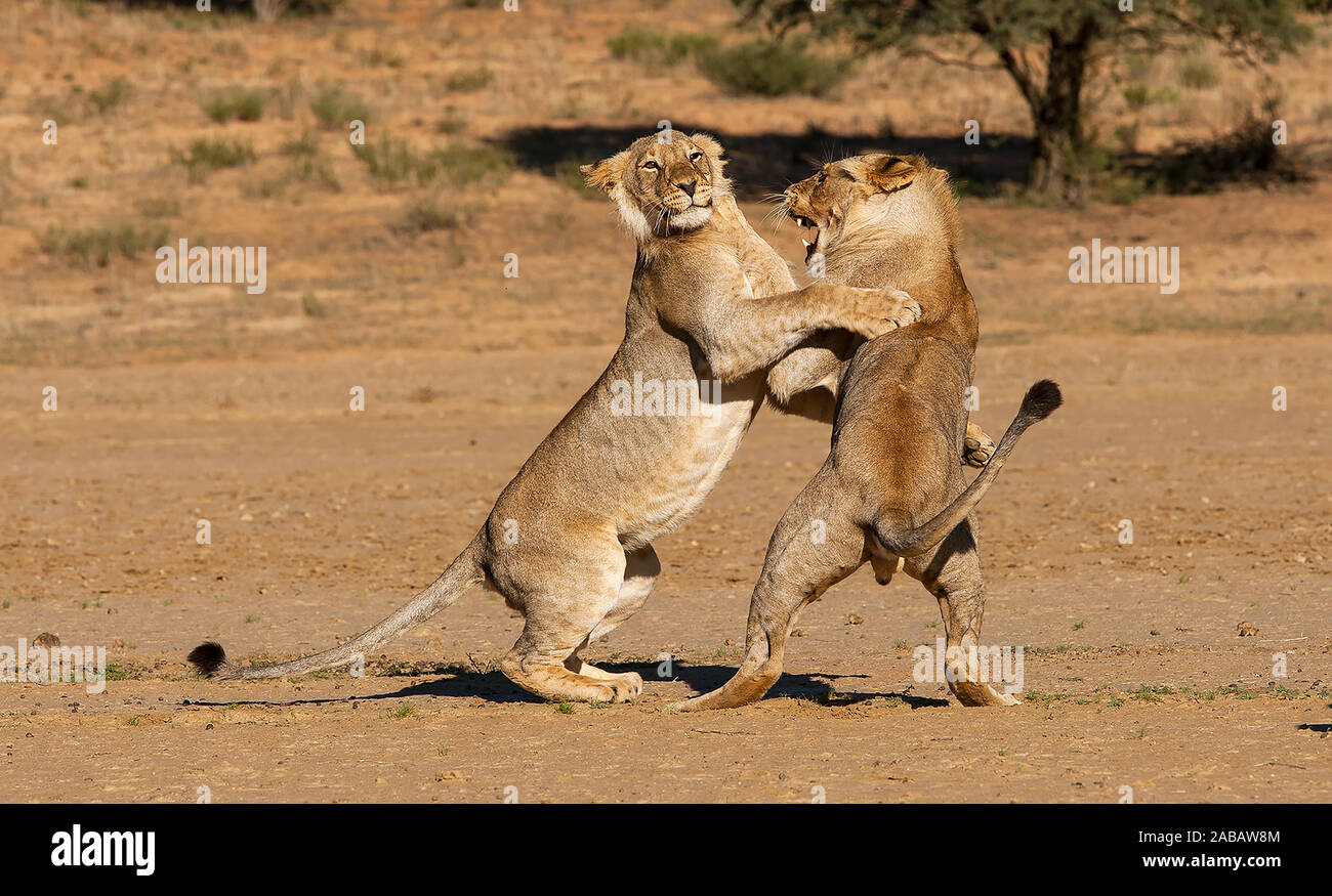 Spielende Löwen, Panthera leo, Afrika, Stock Photo