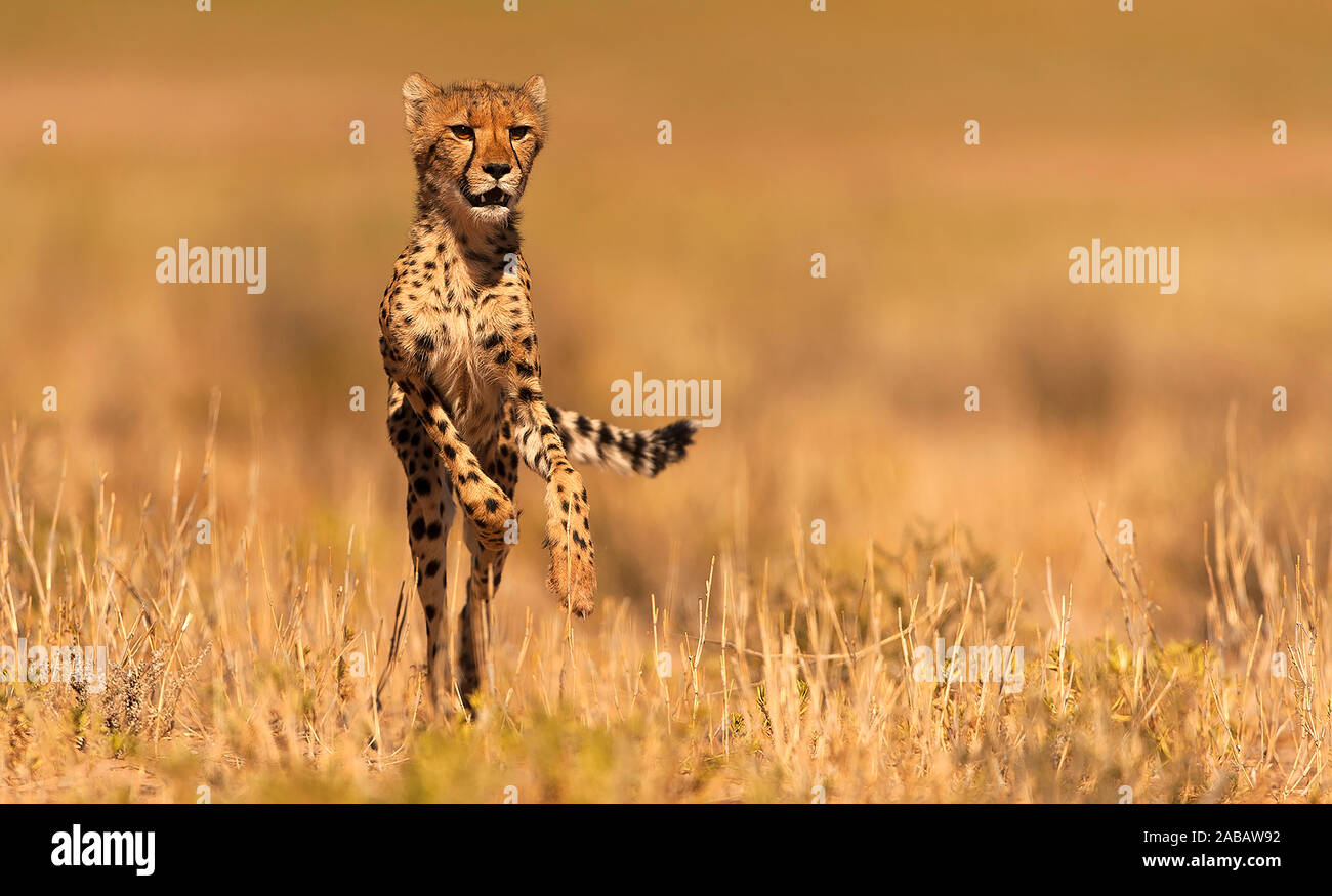 Gepard auf Nahrungssuche, Acinonyx, Stock Photo