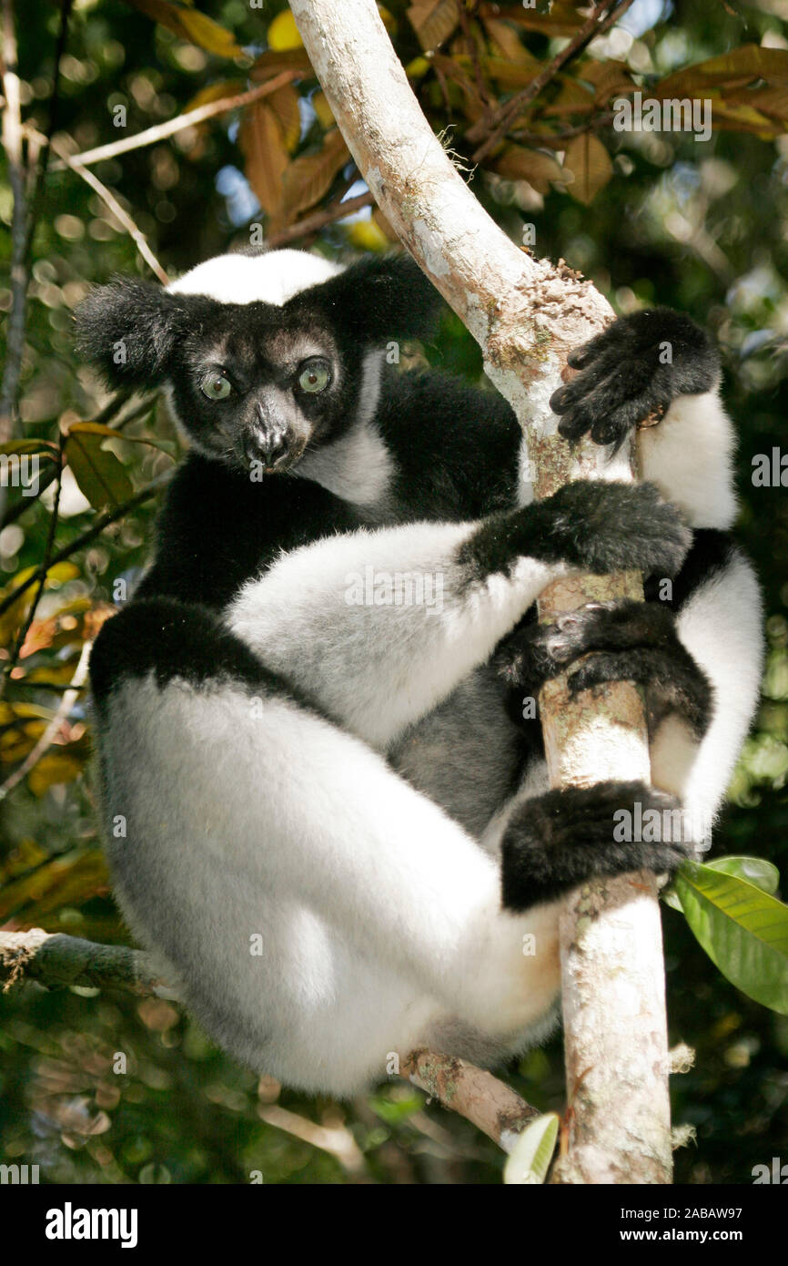 Indri klammert am Baum Stock Photo