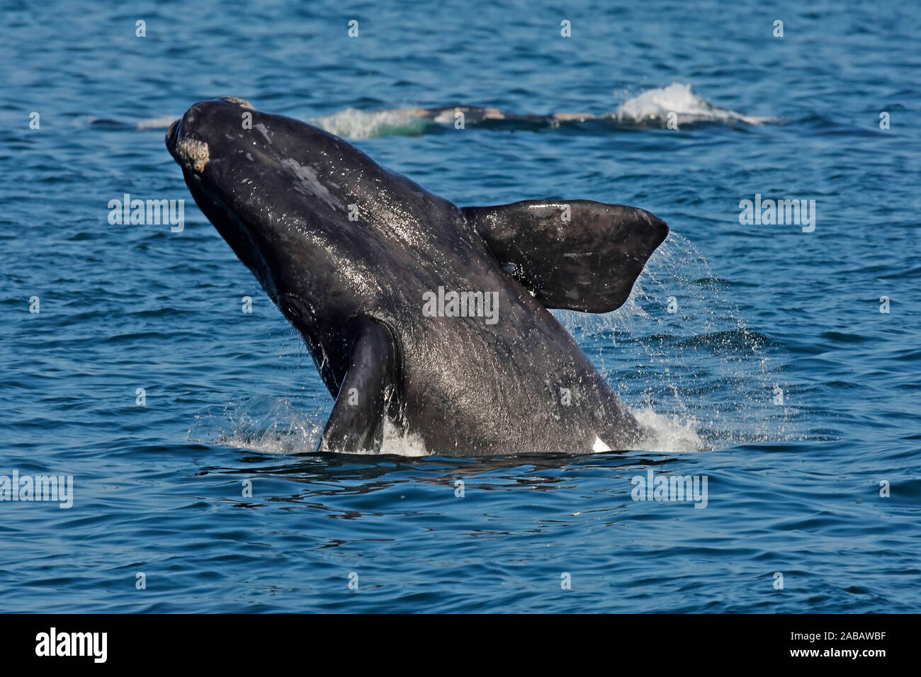Bartwal  springt aus dem Wasser, Südafrika, (Mysticeti), Stock Photo