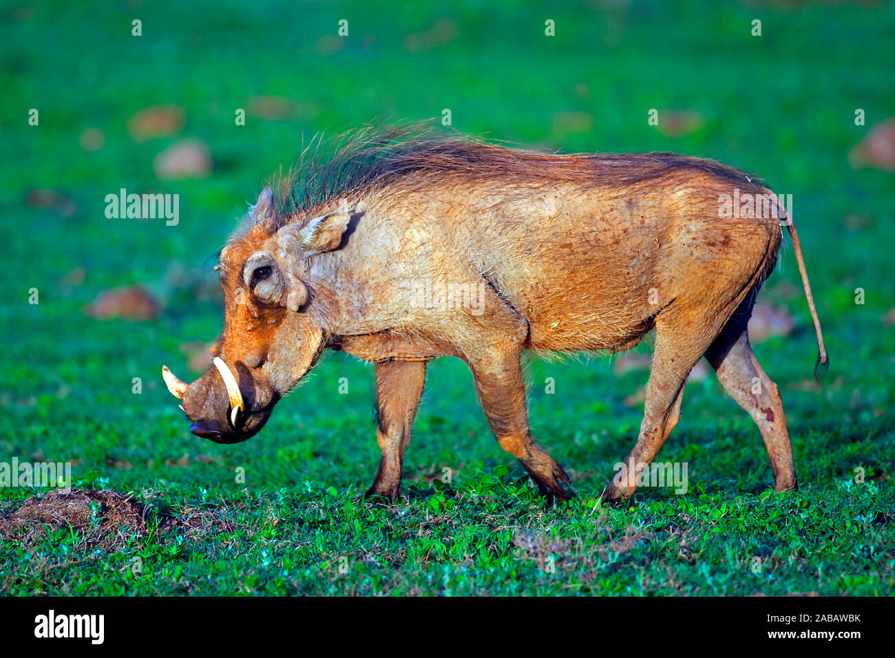 Warzenschwein - Südafrika Stock Photo - Alamy